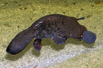 platypus