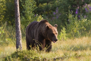 picture of a bear