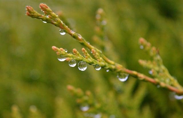 Rain droplets on a cedar bough.