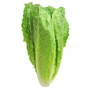 romaine lettuce