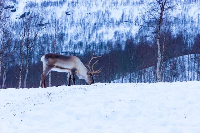 Reindeer in snow