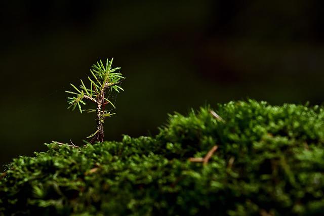 A tiny evergreen sapling growing on a bed of moss.