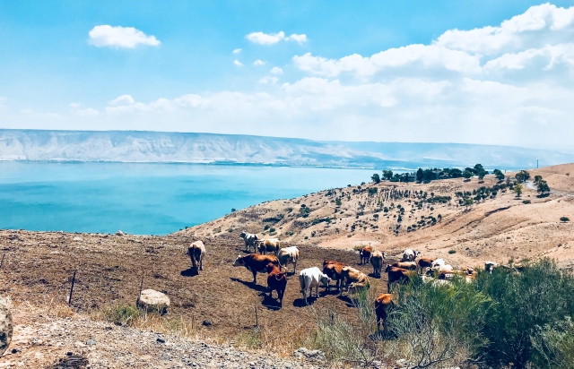 sea of galilee