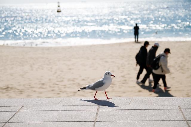 A lone seagull walking along a rooftop keeping an eye on three people walking along a beach.