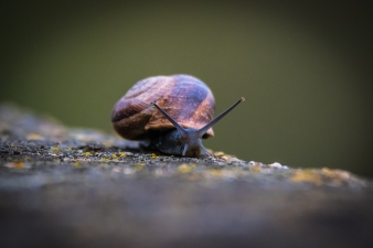 snail