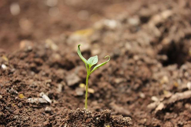 Brown soil and a single small green seedling.