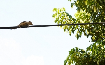 squirrel on a wire