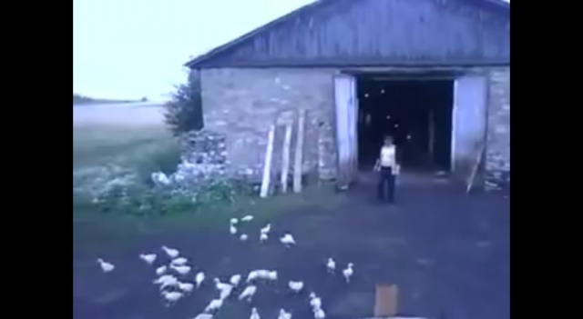 Ducks In A Row Video