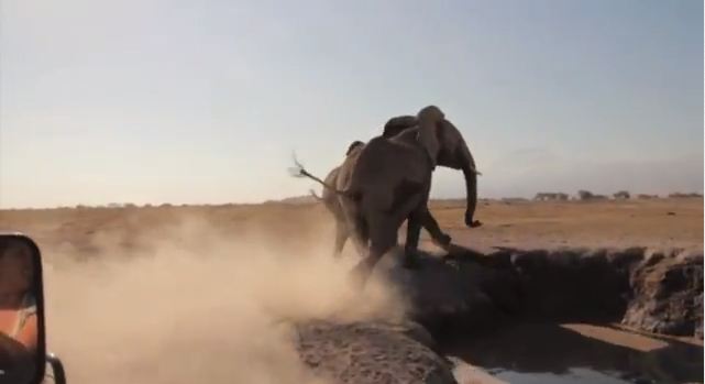 picture from an elephant rescue