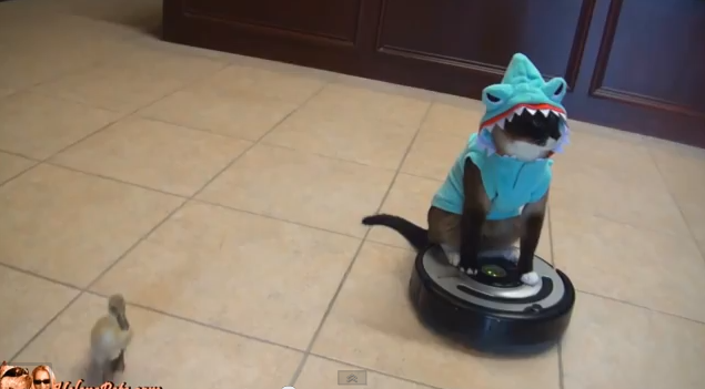 cat shark video