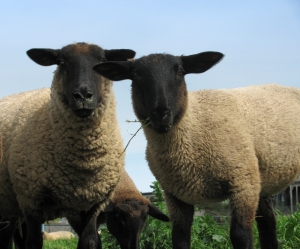 picture of 2 sheep