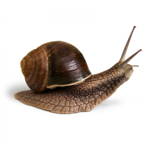 snail