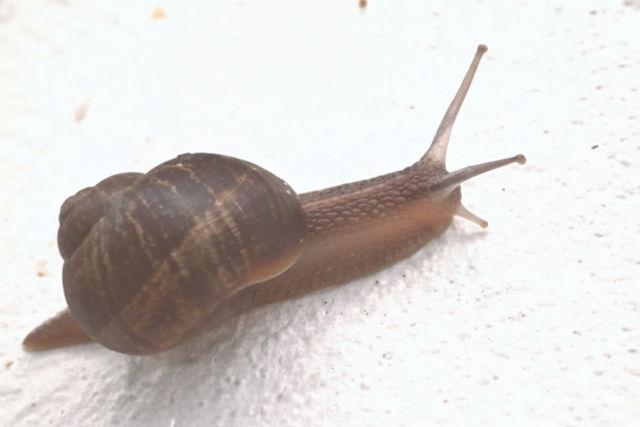A garden snail with a brown shell stretched out moving on a white surface.