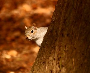 picture of a squirrel