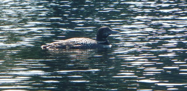 A close-up of a loon swimming in water. 