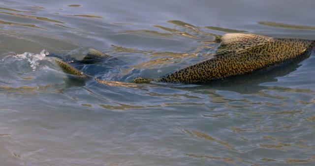 Salmon spawning at Confederation Park, Hamilton, Ontario, Canada