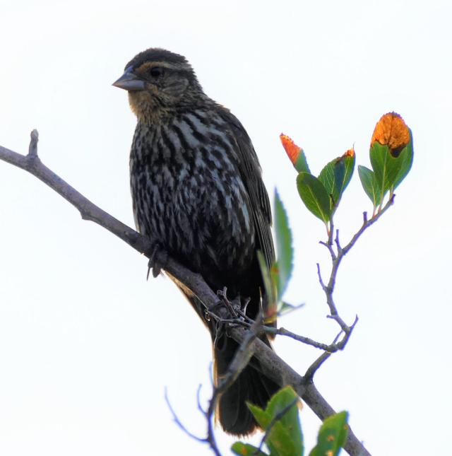 Small sparrow-type bird on a branch.