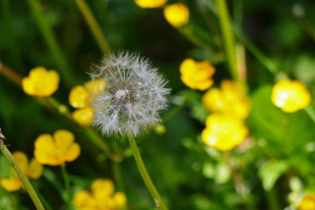 A close up of buttercups with a dandelion gone to seed in focus in front.