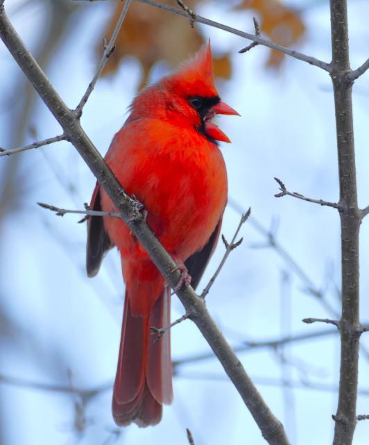A solitary cardinal, sitting on a branch, red beak open mid-song.