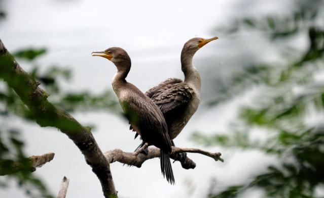 Two cormorants standing on a single branch in a tree facing in opposite directions.