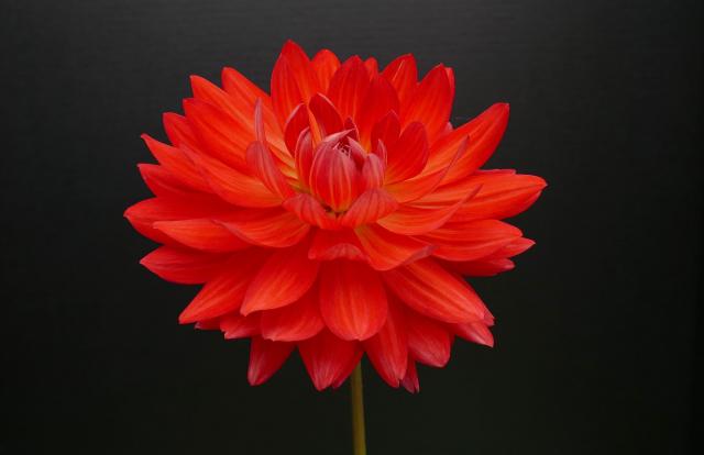 A single bright red dahlia against a charcoal background.
