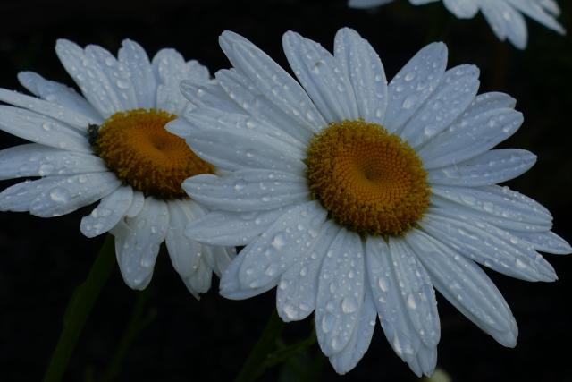 A close-up of 2 daisies splattered with raindrops.