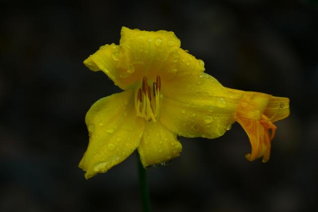 A close-up of a yellow day-lily covered with drops of water.