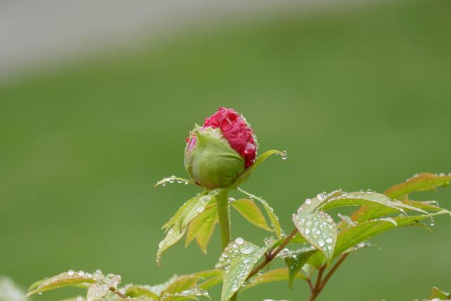 Just a small patch of red in a sea of green as a single rose bud starts to burst open.