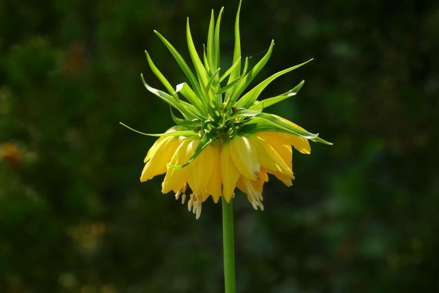 A single yellow-petalled flower on a long stem, drooping face down, blurry green background behind.