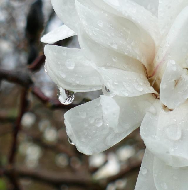 A close-up of a white flower with raindrops.