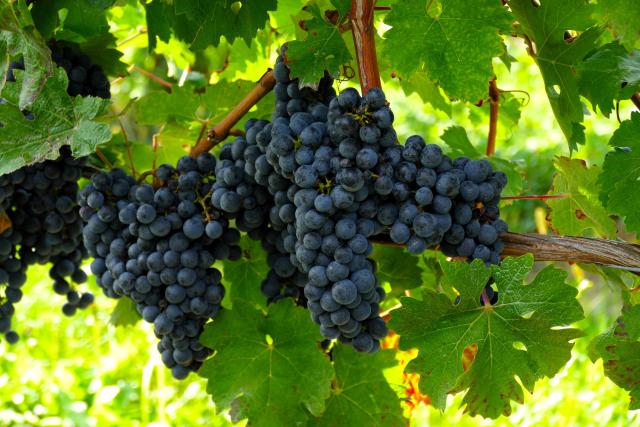 Clusters of purple grapes hanging heavy on the vine protected by the canopy of green leaves.