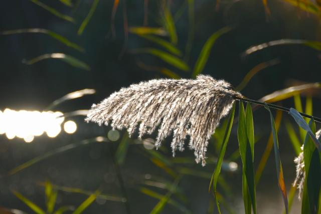 A single stalk of grass leaning in the sunlight by a pond.