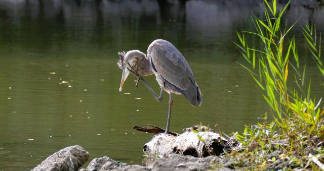 A great blue heron standing on one leg near the shore, scratching its beak with its foot.