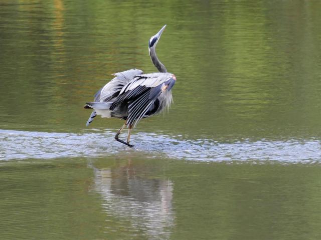 A great blue heron standing in shallow water, wings slightly raised, head and beak pointing up, mid-stride.