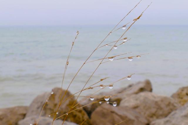 Drops of water hanging from brown grass growing out of rocks at the edge of Lake Ontario.