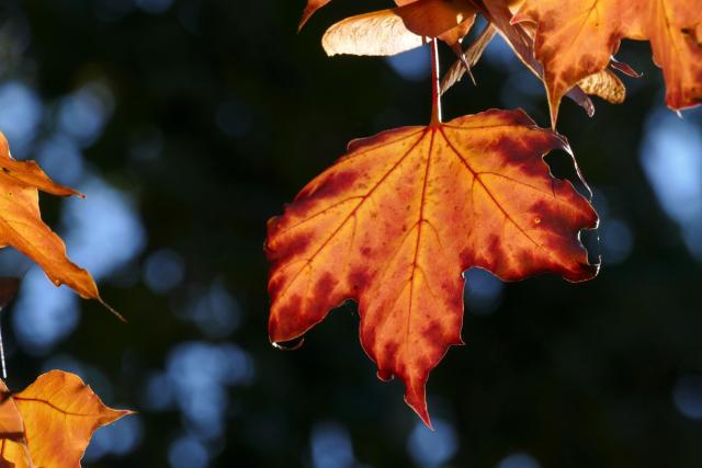 A close-up of an orange maple leaf with red along the edges.