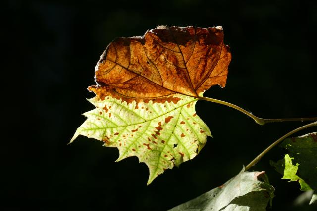 leaf two tone