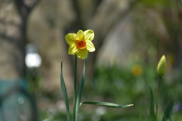A single small yellow narcissus with its orange center standing tall against a blurred garden background.