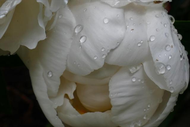 A close-up of a white peony, still partially closed, with raindrops.