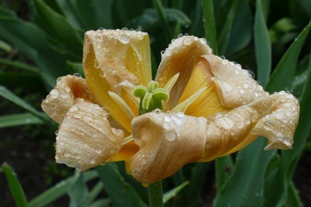 A single yellow poppy, curled so it looks damaged, covered in drops of dew.