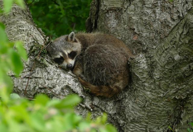 A small raccoon curled up asleep in the nook of a branch and tree trunk.
