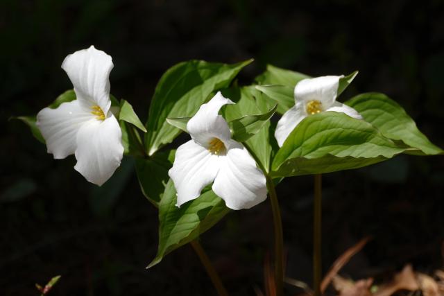 Trilliums blooming against a dark woodland background.