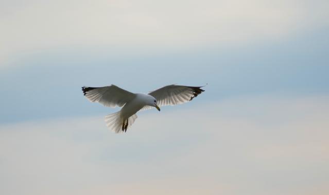 A lone seagull in flight looking down at something below.