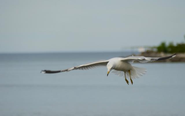 seagull flying