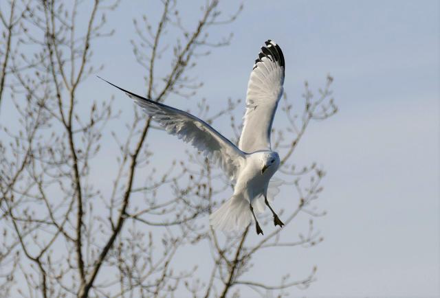 A seagull, mid-flight, wings up, legs hanging down, looking back as something has caught its eye.