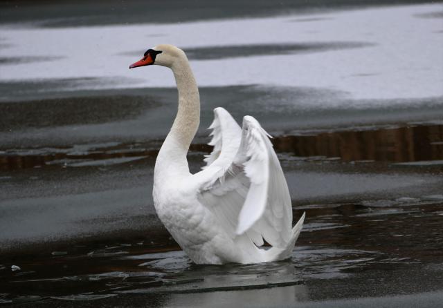 A swan attempting to get itself onto some ice, but the ice is too thin.