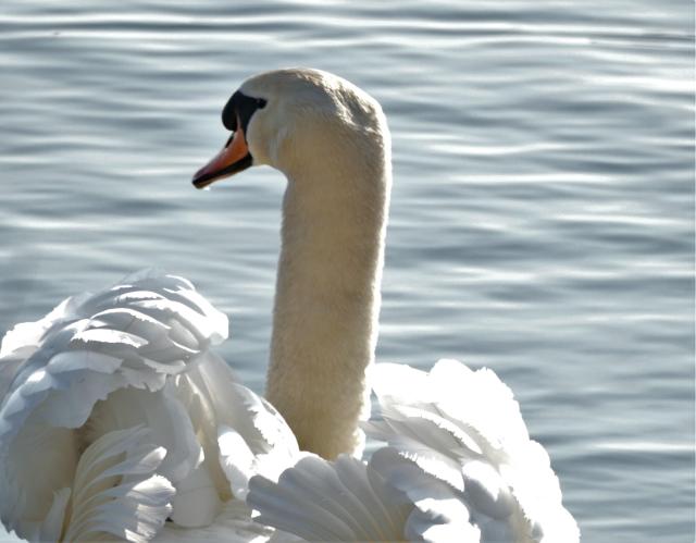A swan swimming calmly, feathers puffed, from the perspective of being behind the swan.