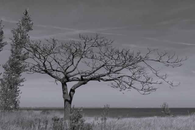 A grey-scale image of a bare, gnarly tree in a flat, open field.