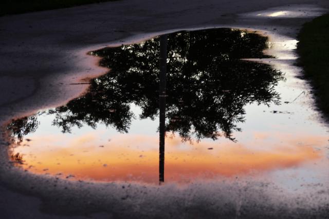 A very artistic image of a crystal clear reflection of a partial tree in a puddle on a road. The tree and the sunset colors are stunning.