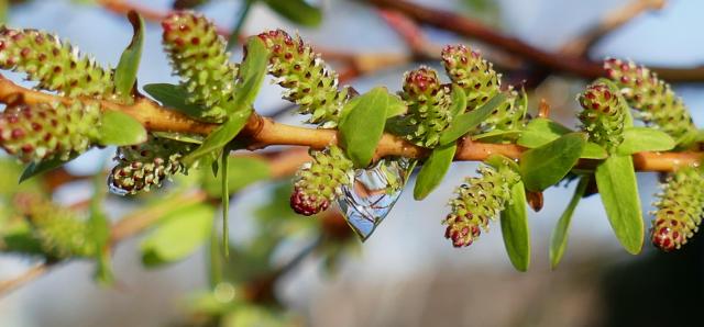 Spikey green and red buds on a tree in Spring.